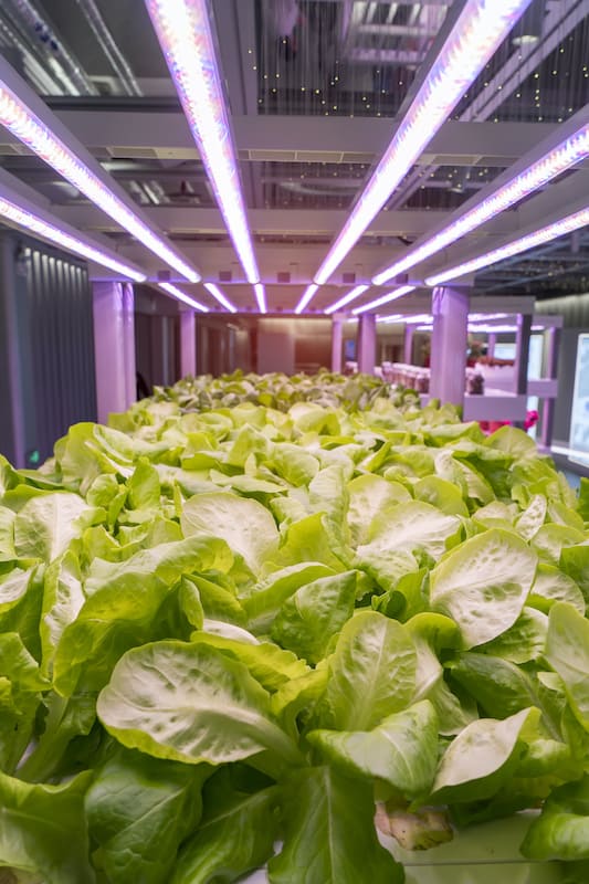 Organic hydroponic Brassica chinensis vegetable grow with LED Light Indoor farm,Agriculture Technology