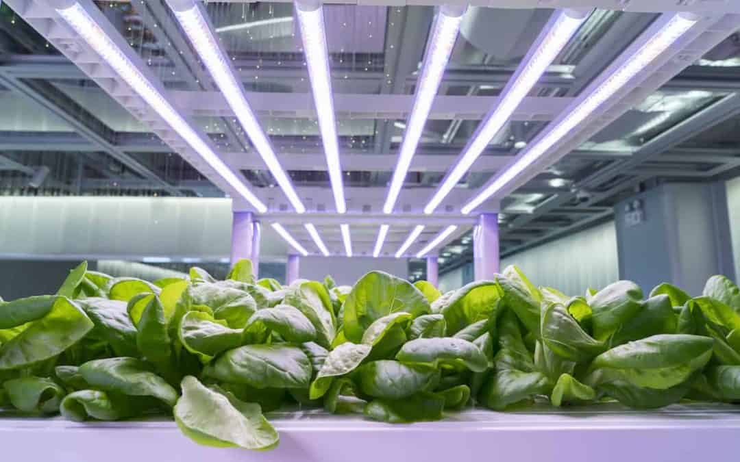 The Right Color for Your Horticulture Lighting