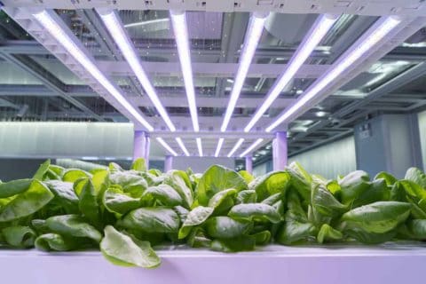 Horticulture LED Lighting - Color Light for Plant Growth | TCP Lighting