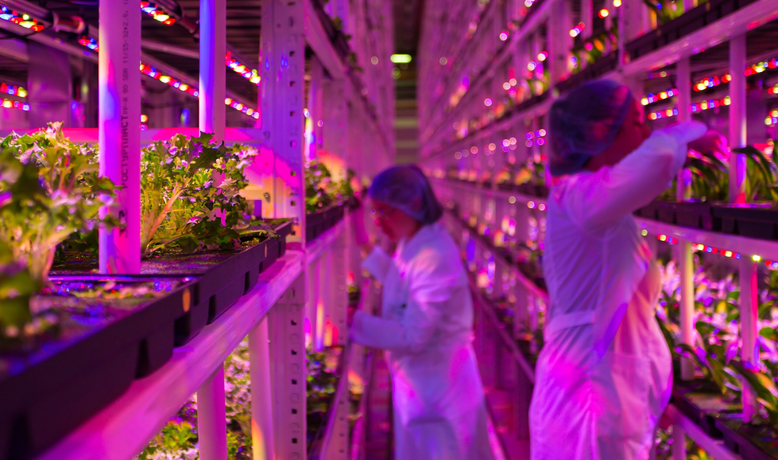 scientists working in indoor farm