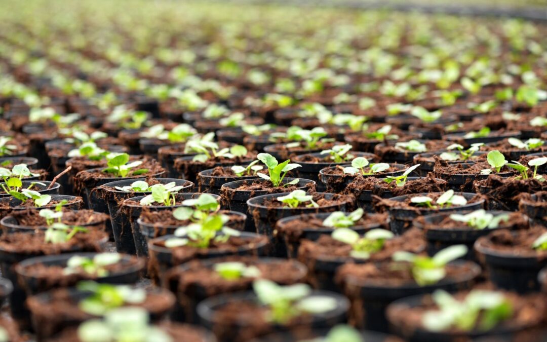 LED Grow Lights: The Best Start for Seedlings